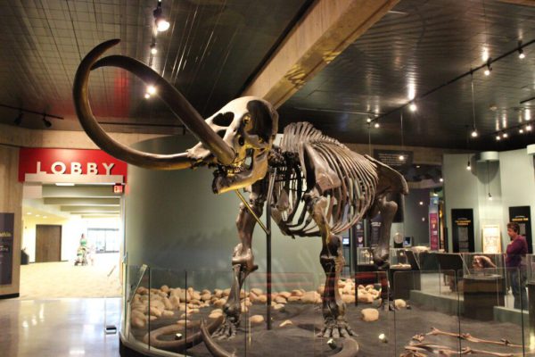 where was the mastodon found in johnstown ohio?